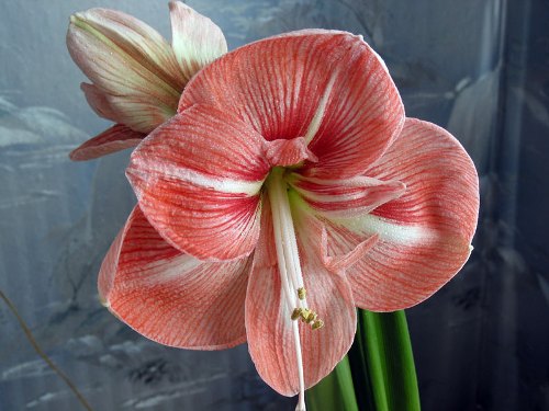 Amaryllis: טיפול בבית