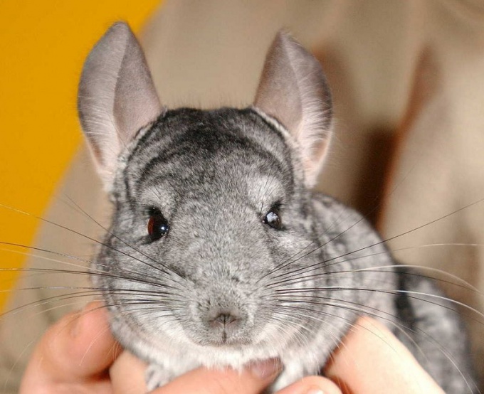 כיצד לבצע כראוי עור chinchilla