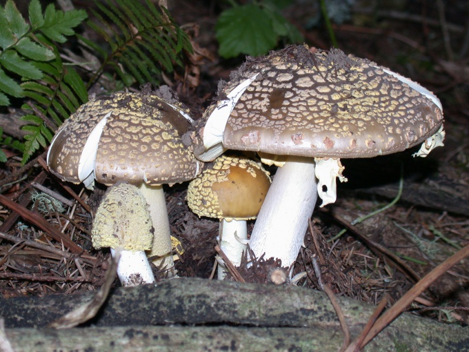 כיצד לזהות זבוב agaric scabrous או Amanita franchetii