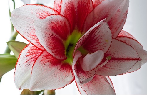 Amaryllis: דרכים של רבייה