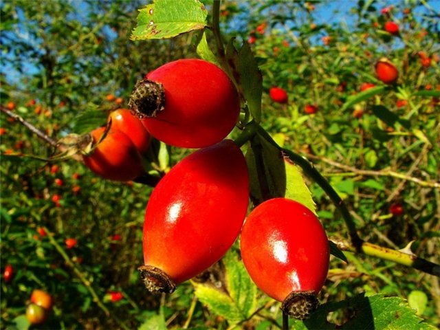 Rosehip: טוב לגוף