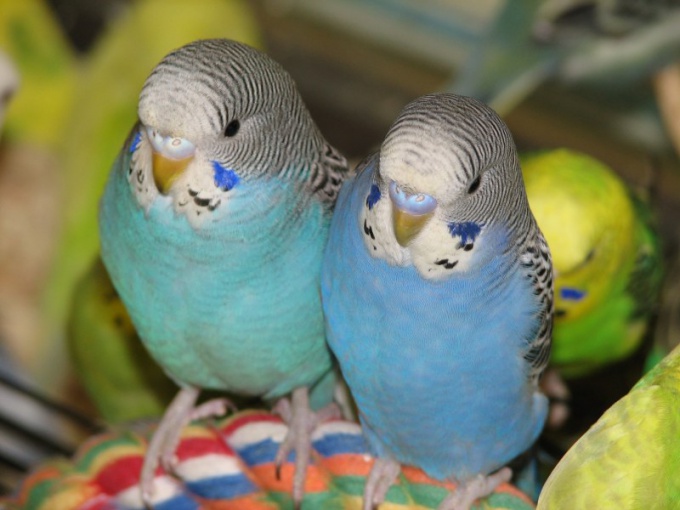 כיצד להבחין בין זכר זכר מ נקבה