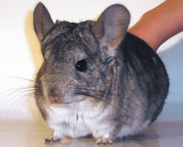 טיפ 1: כיצד לקבוע את המין של chinchillas